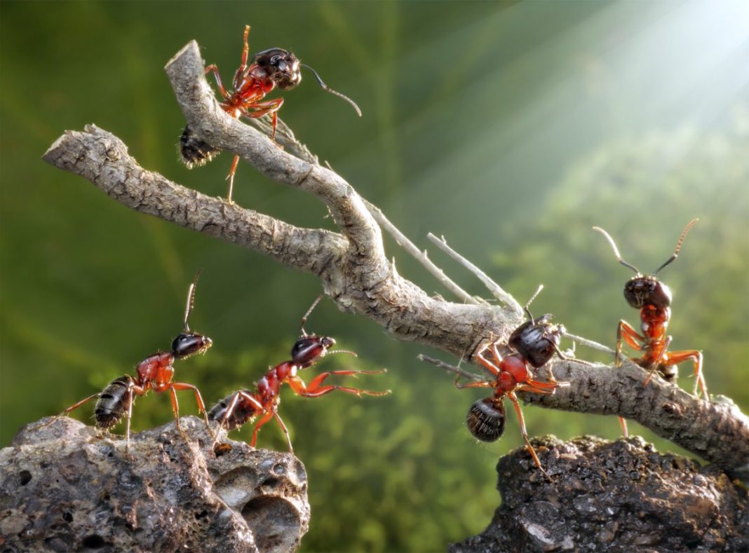 La fourmi rouge ou myrmica rubra Anti Fourmis